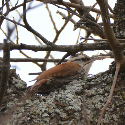 White-throated Woodcreeper